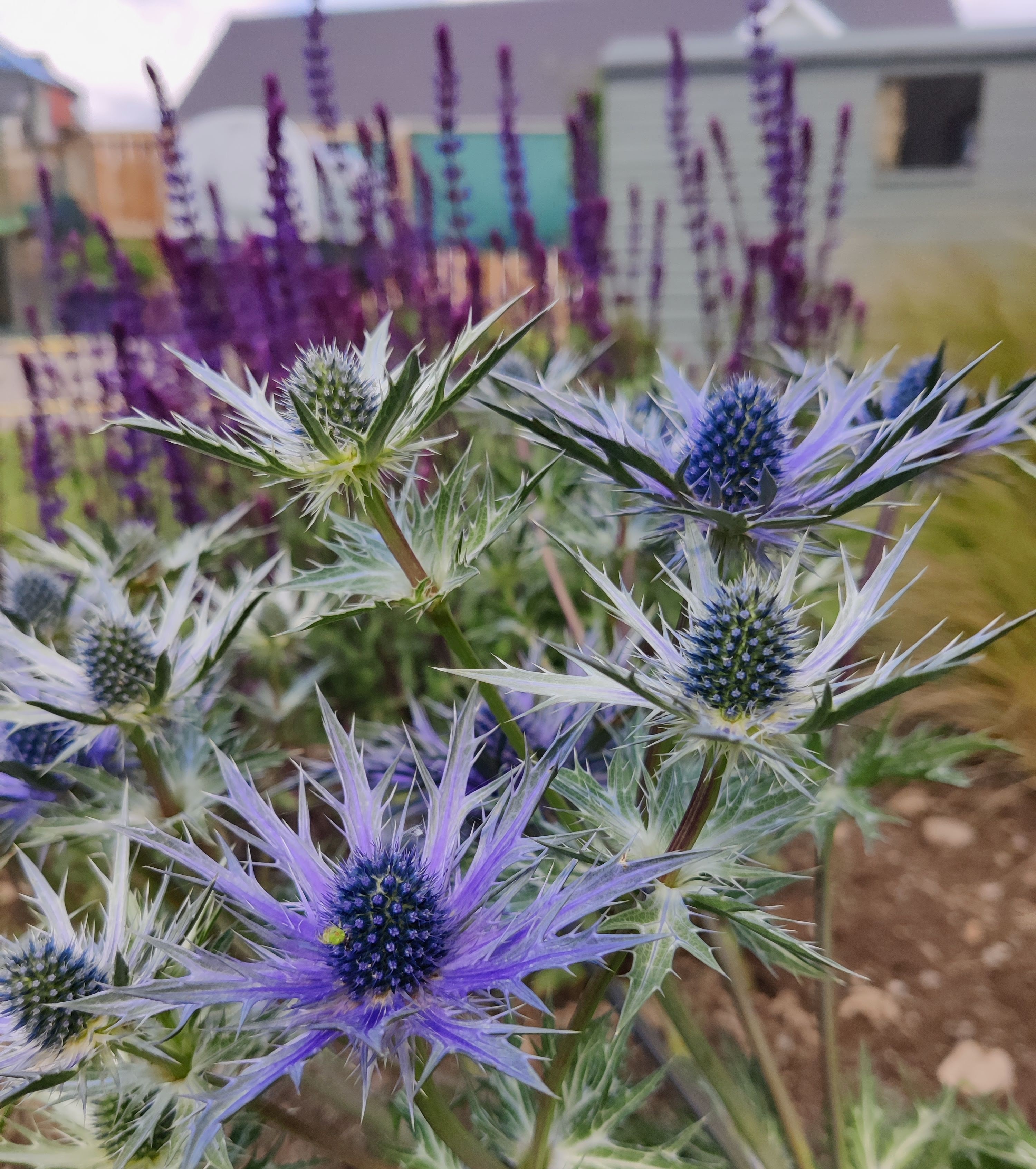 Echinops