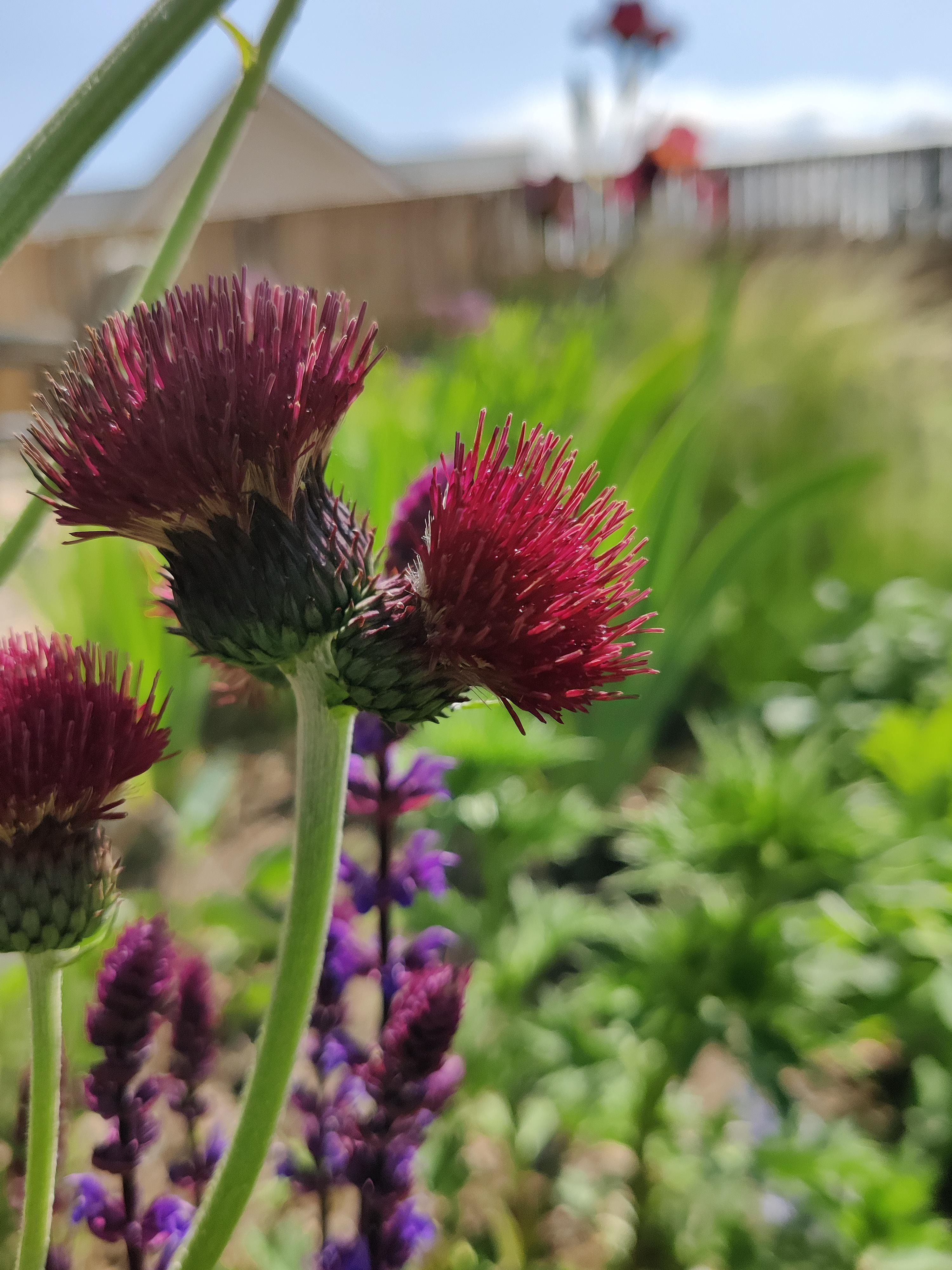 Cirsium