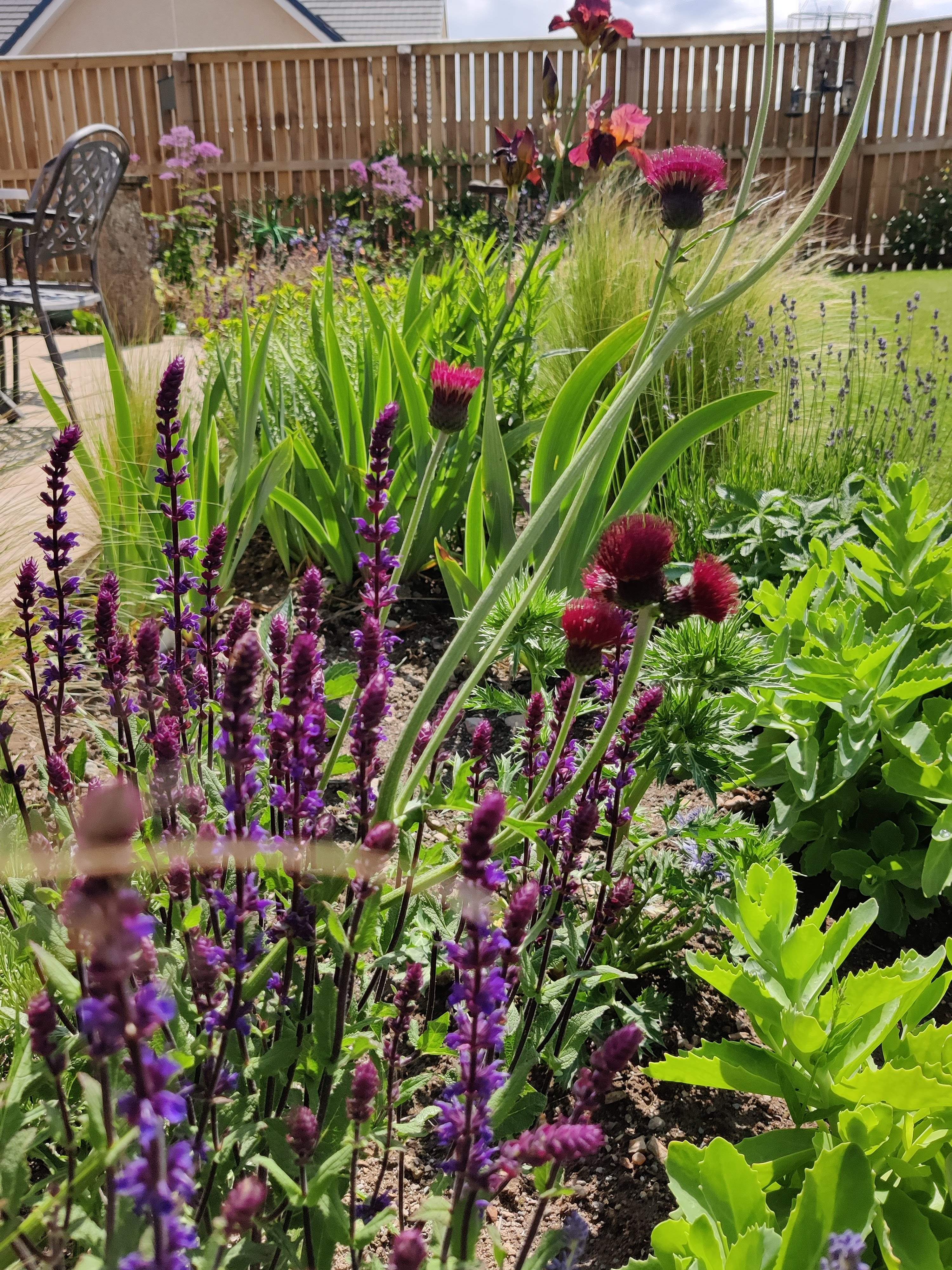 Alyth patio planting