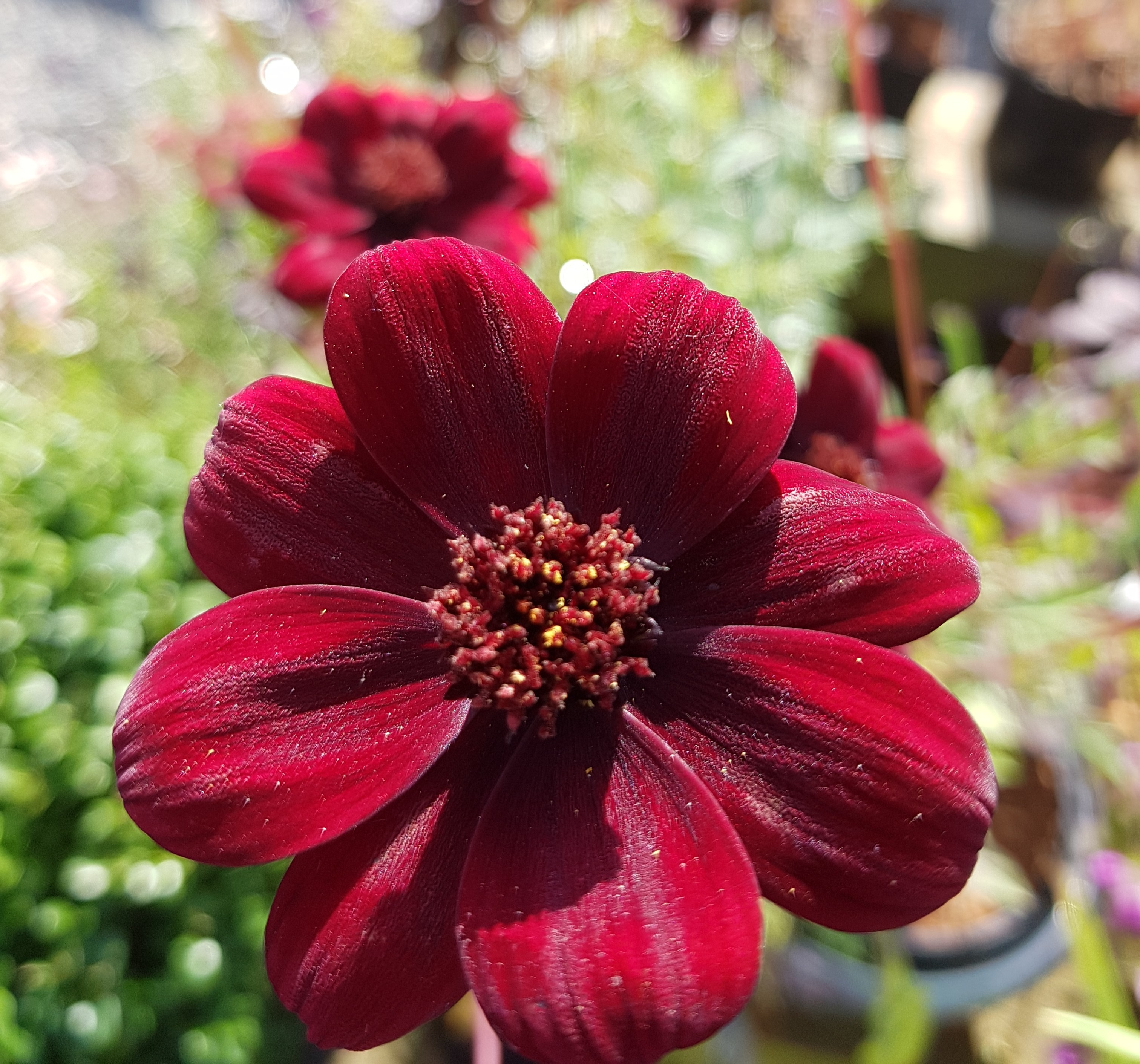 Chocolate Cosmos
