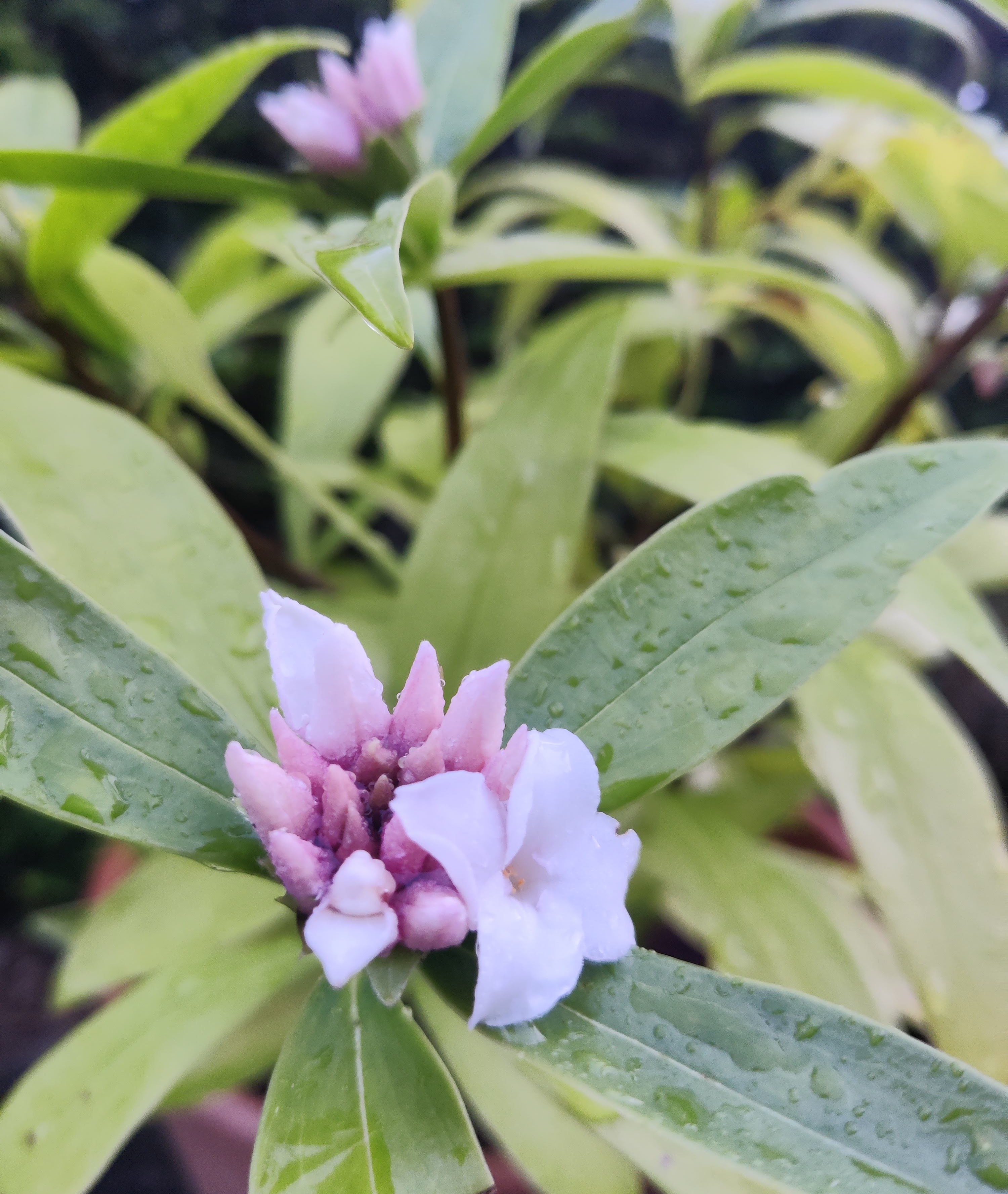 Daphne Jacqueline Postill