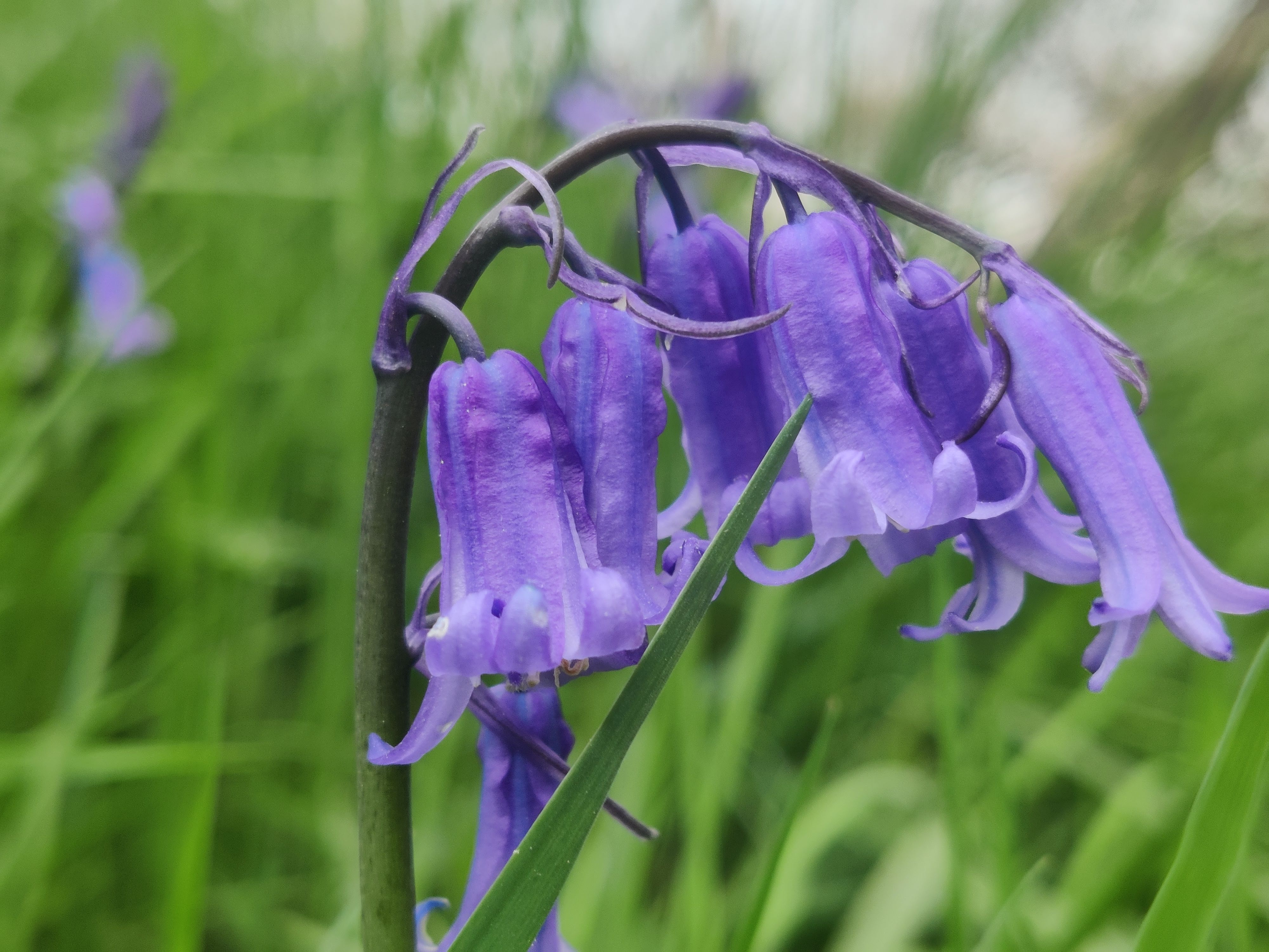 Bluebell