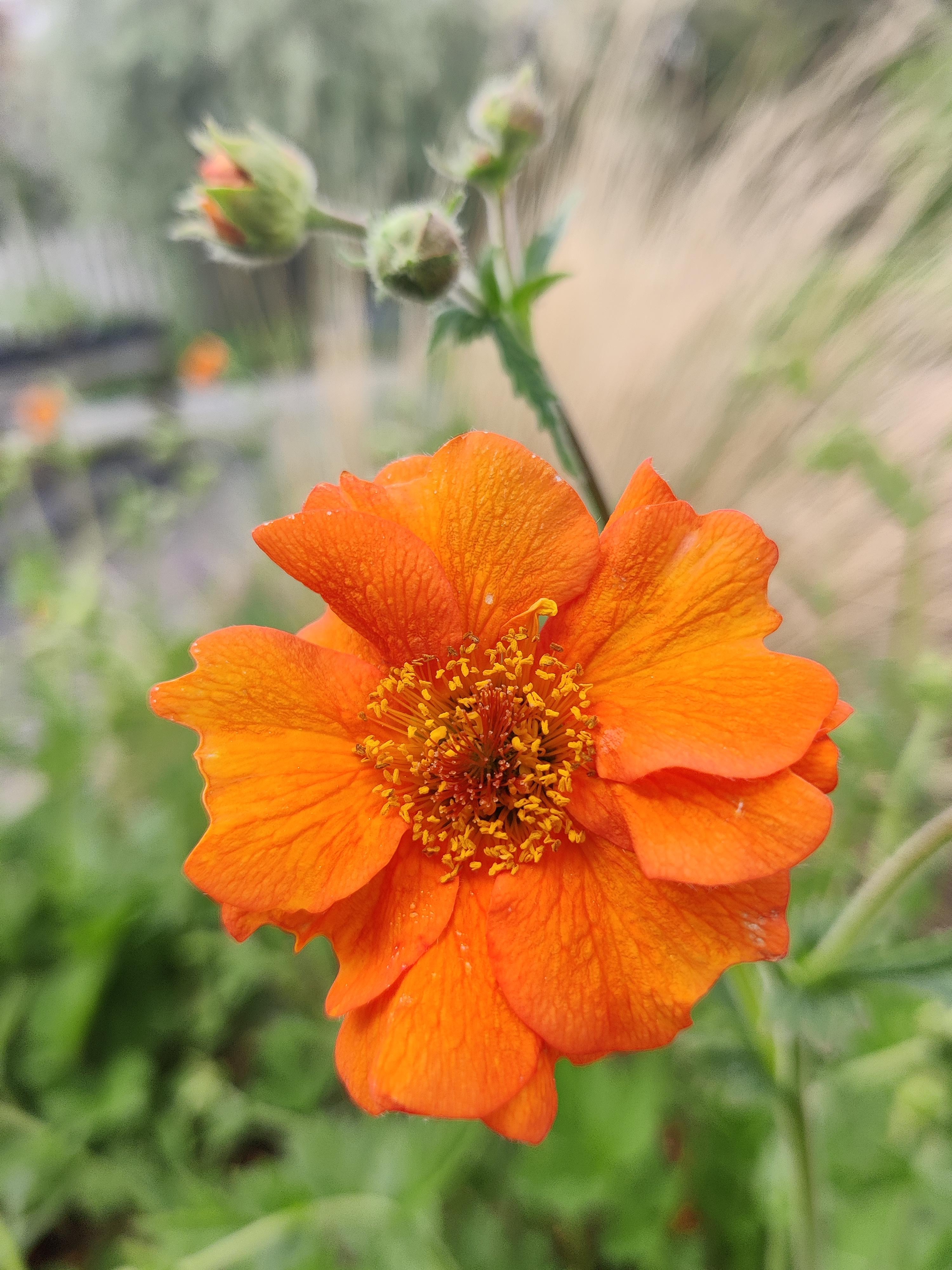 Geum