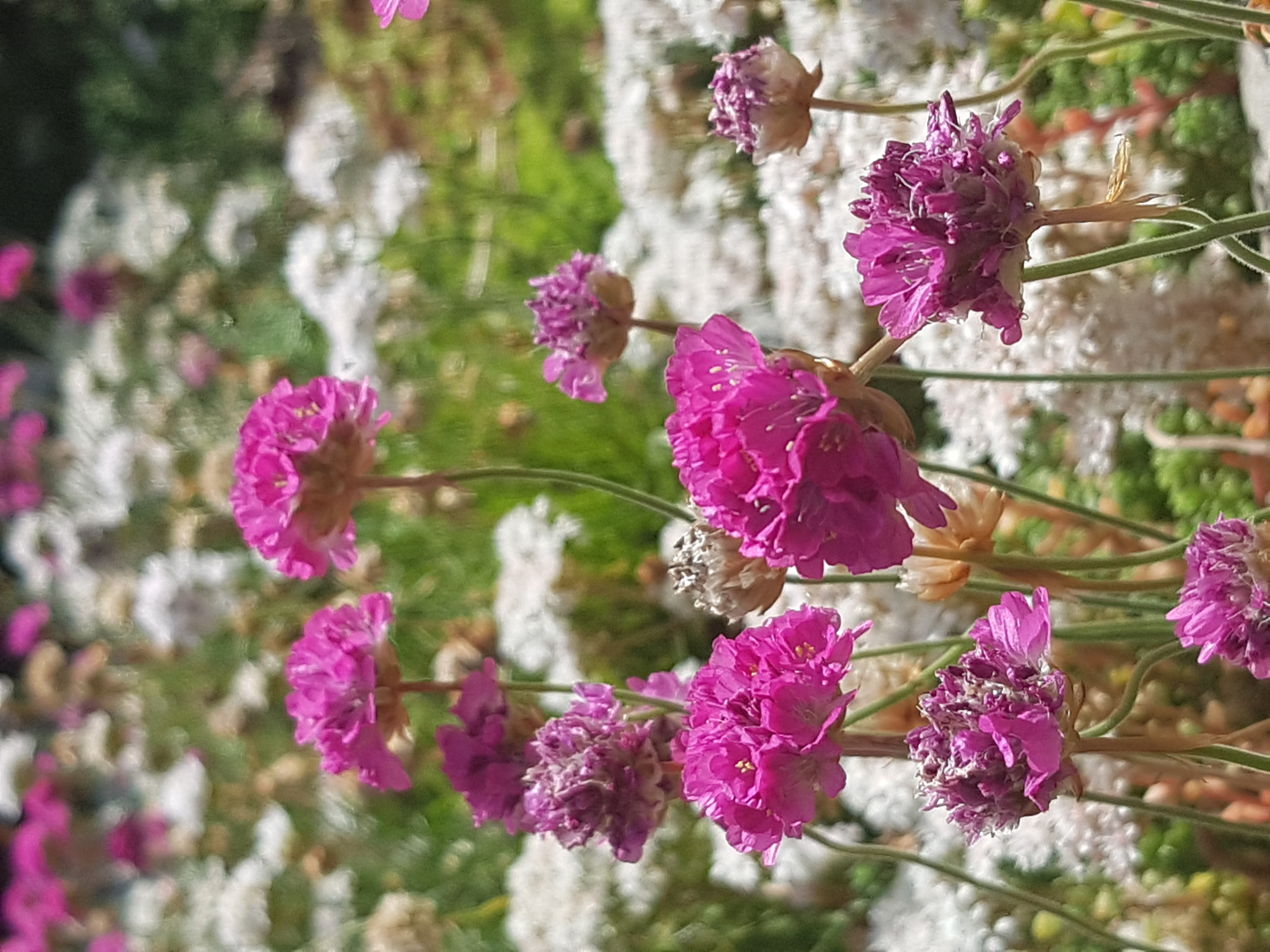 Almeria Maritima