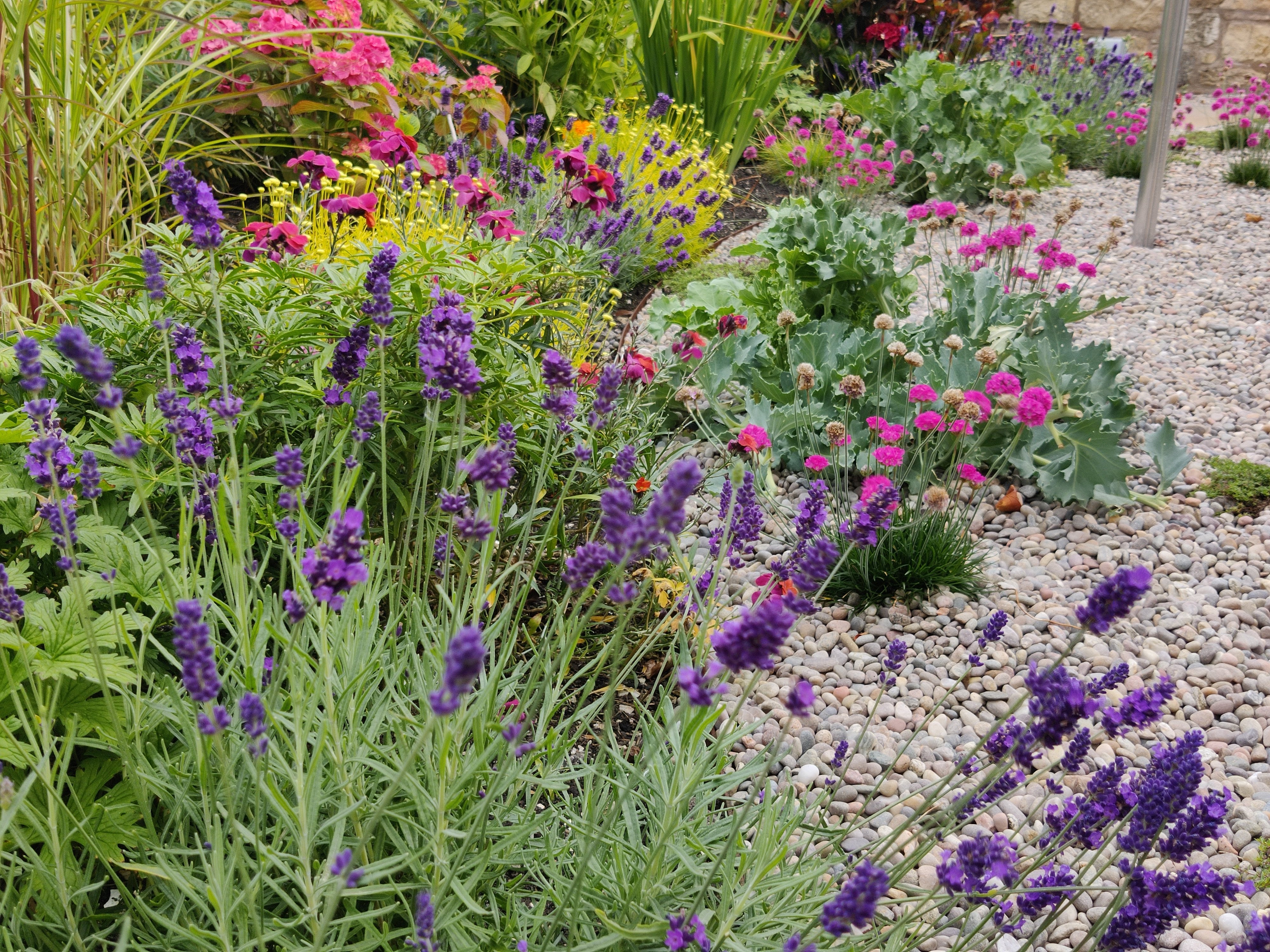 Lavandula and maritima