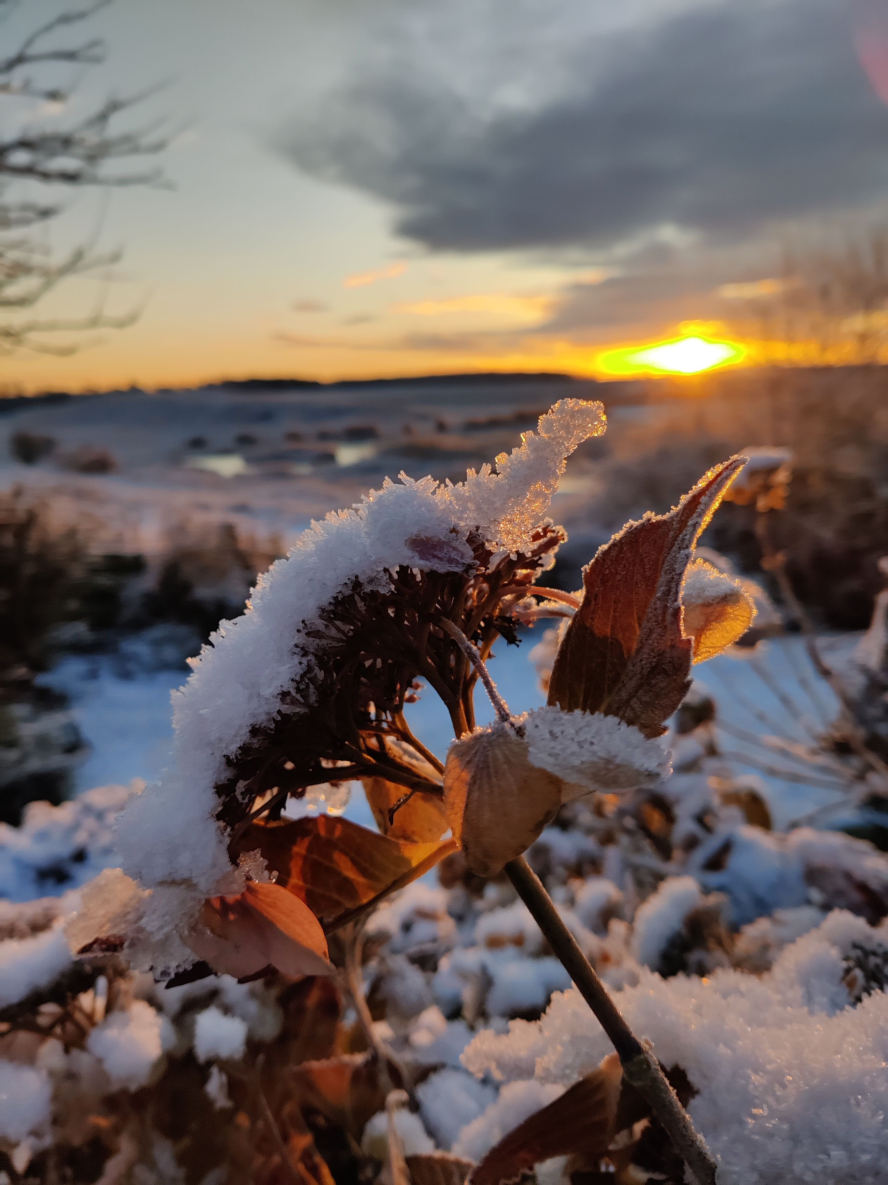 Hydrangea in Snow