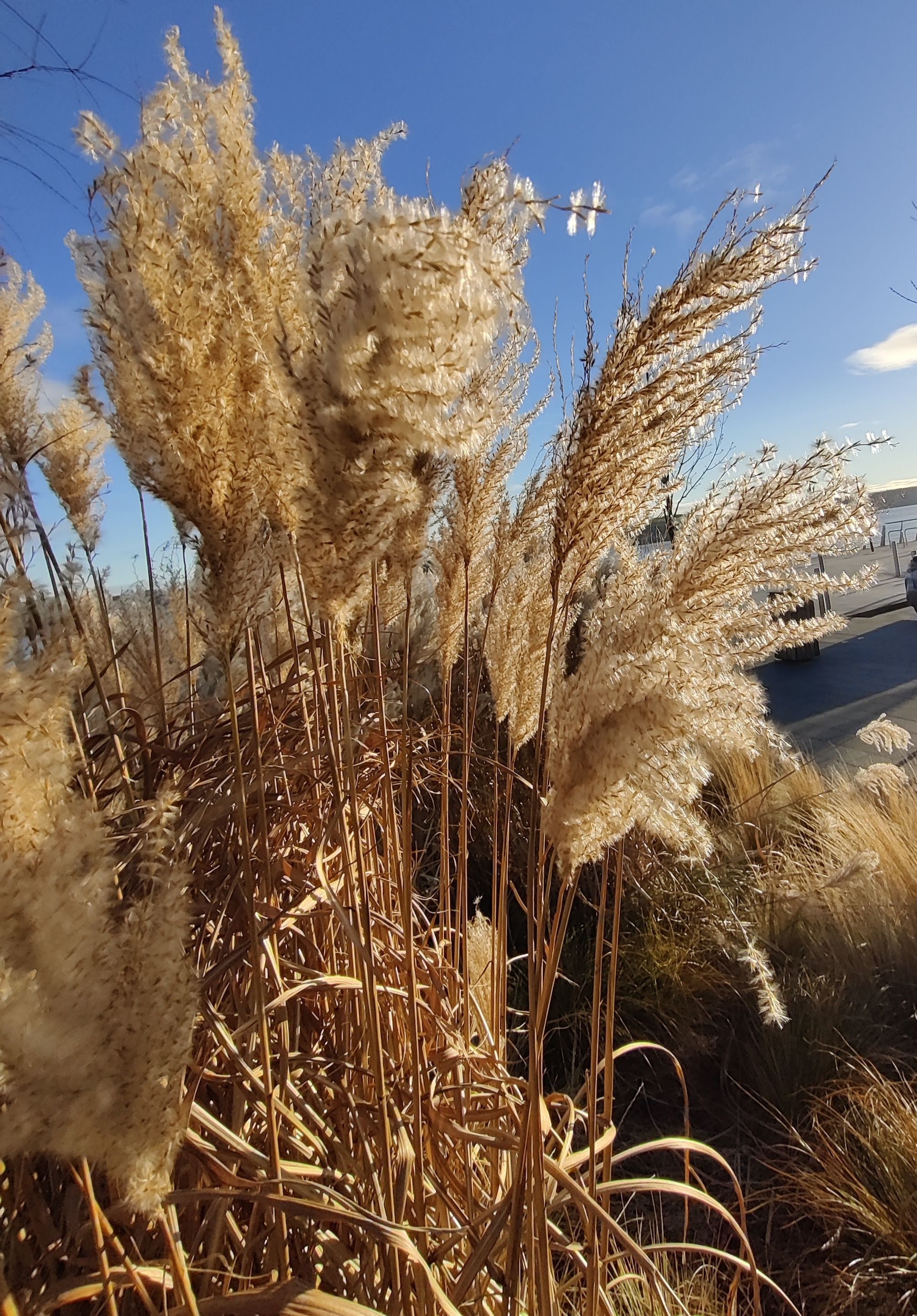 Miscanthus