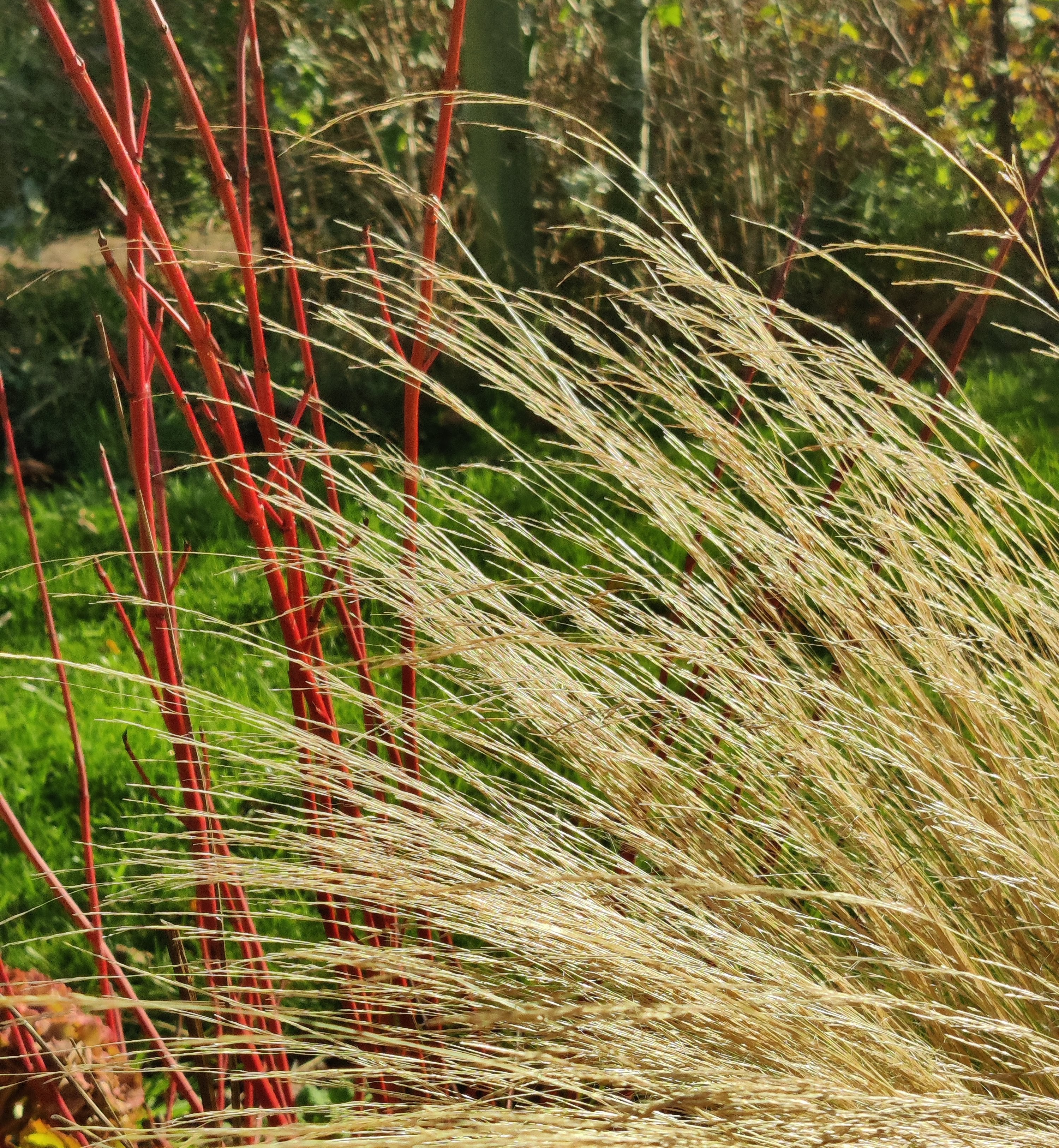 Grass and stems