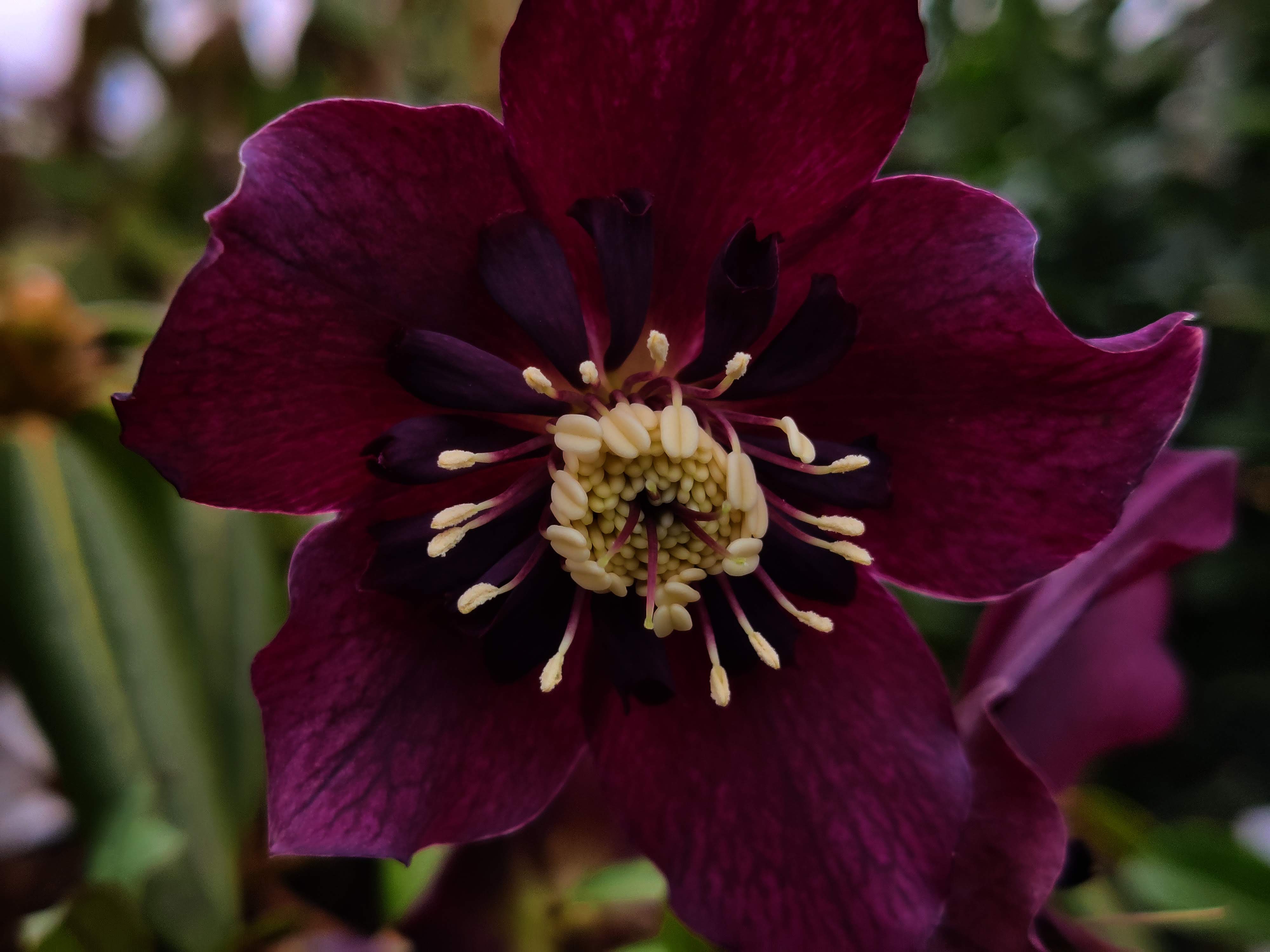 Hellebore