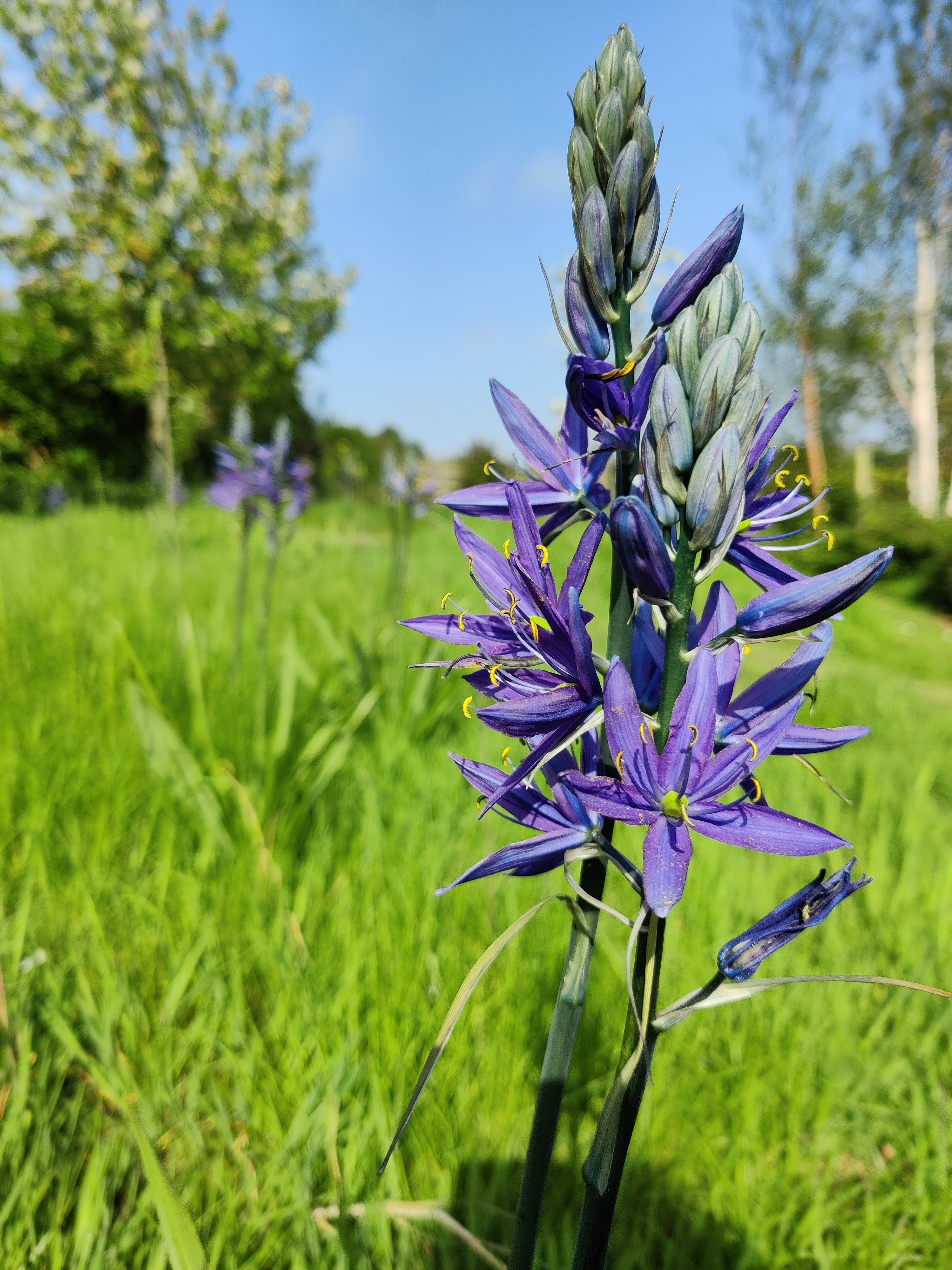 Camassia
