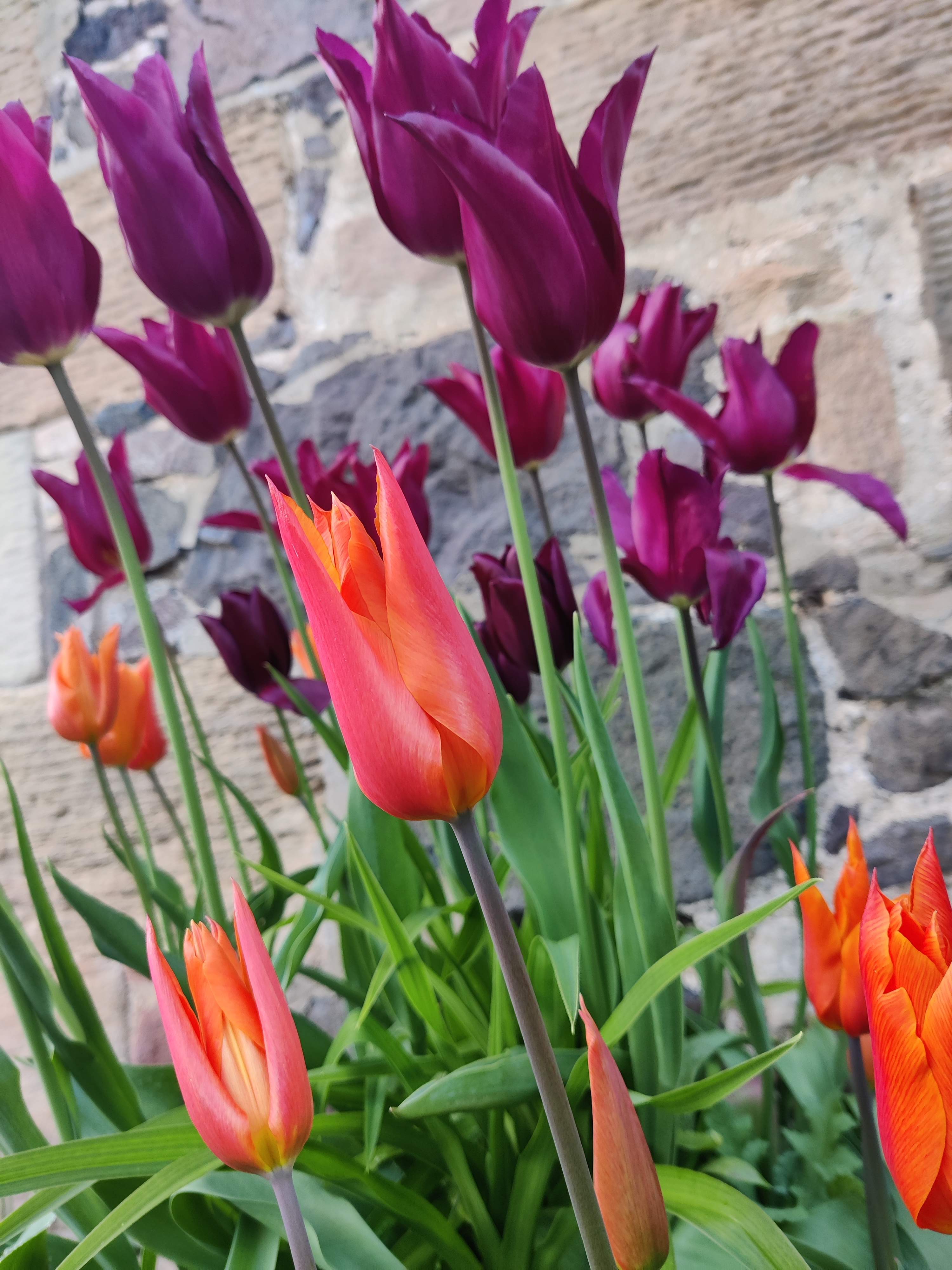 Tulip display
