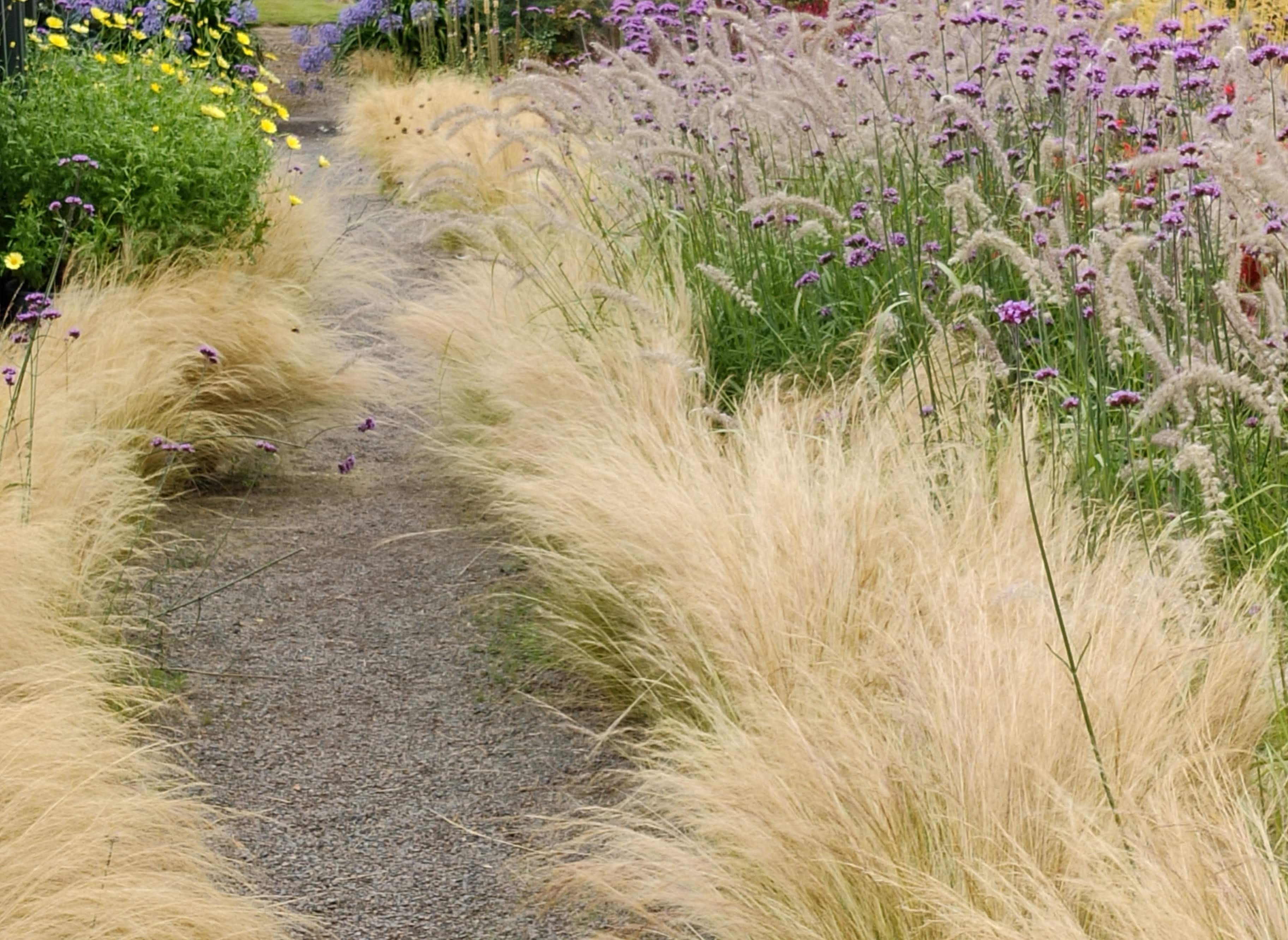 Grasses