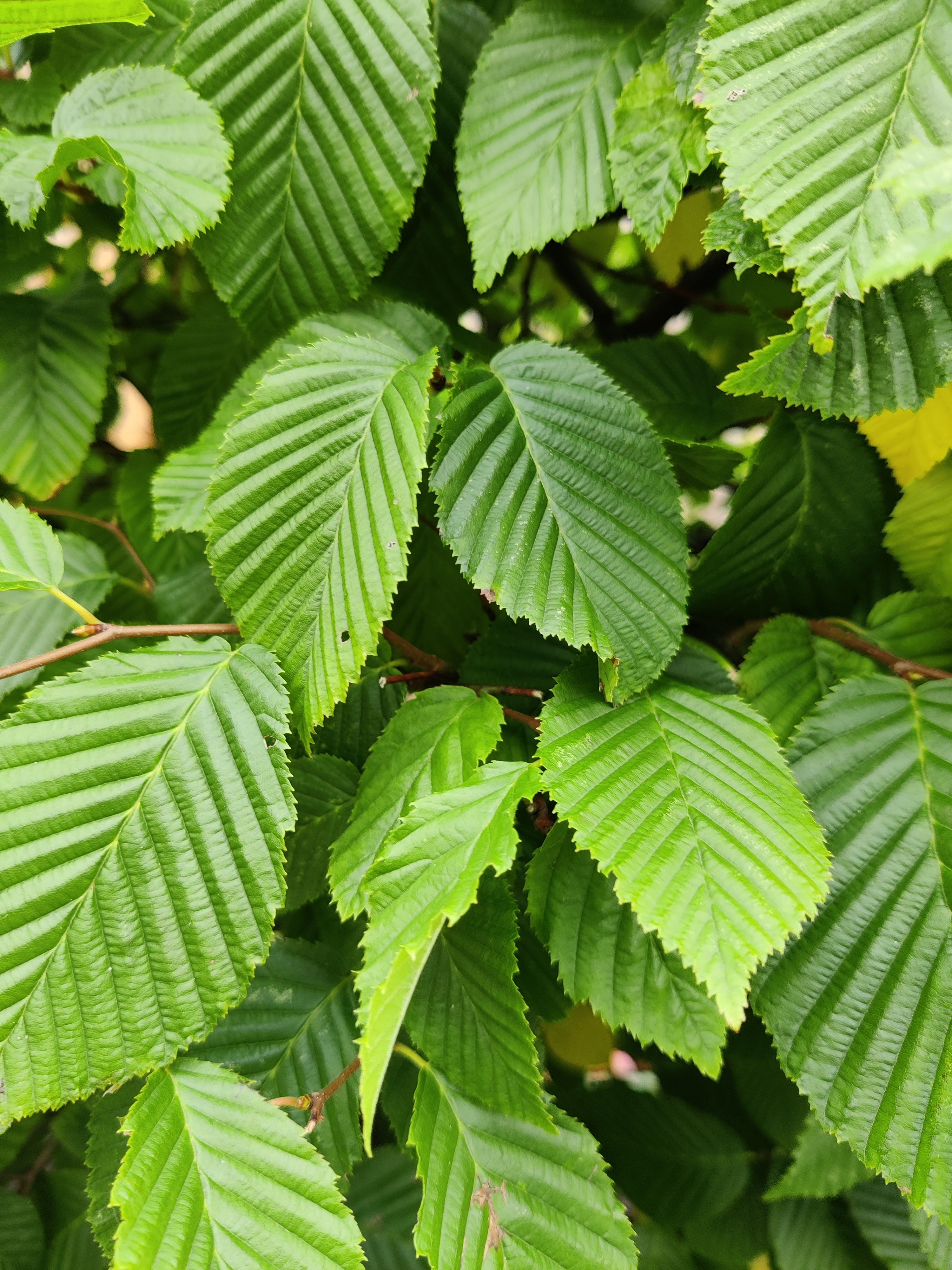 hornbeam