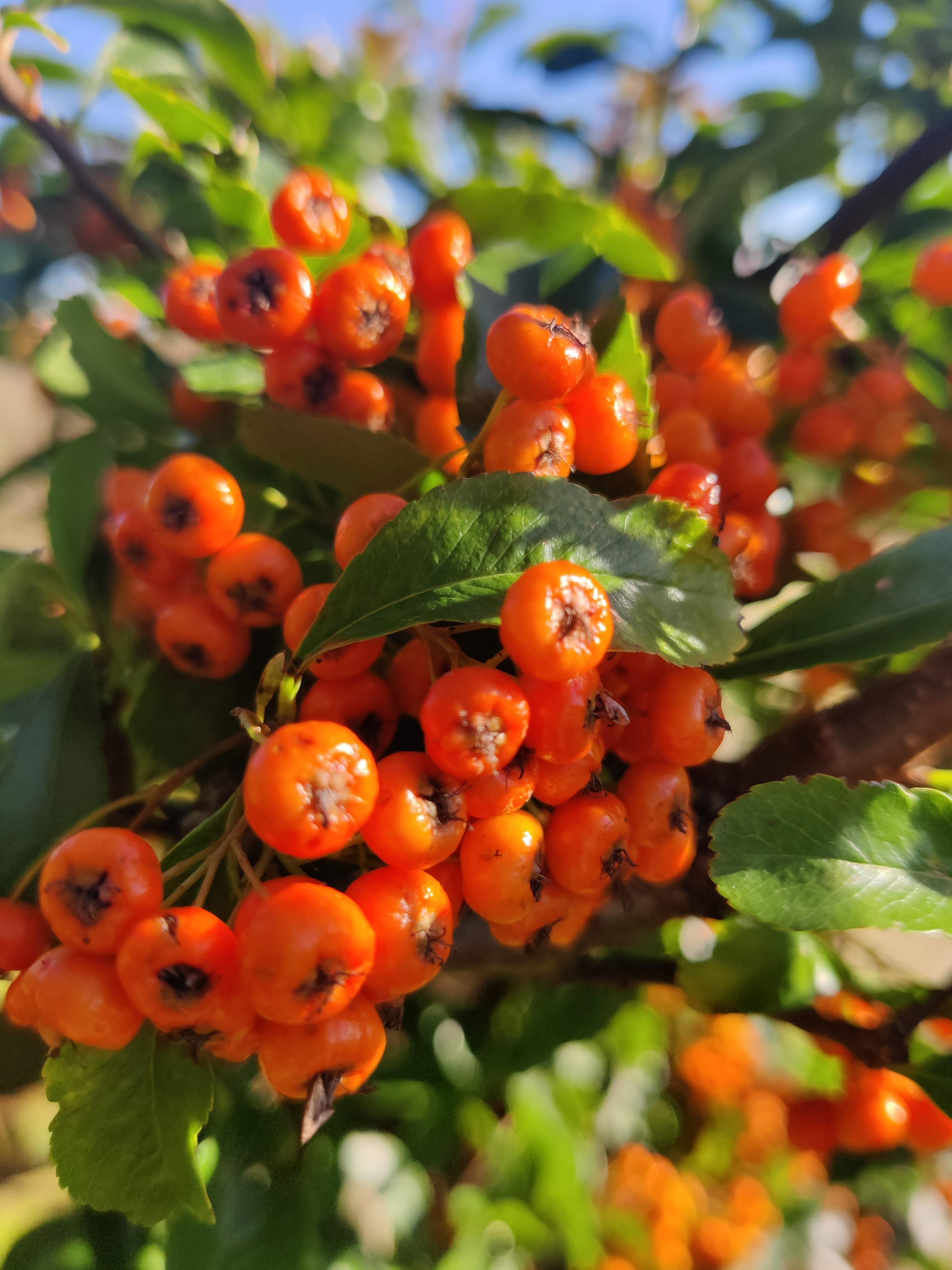 Pyracantha