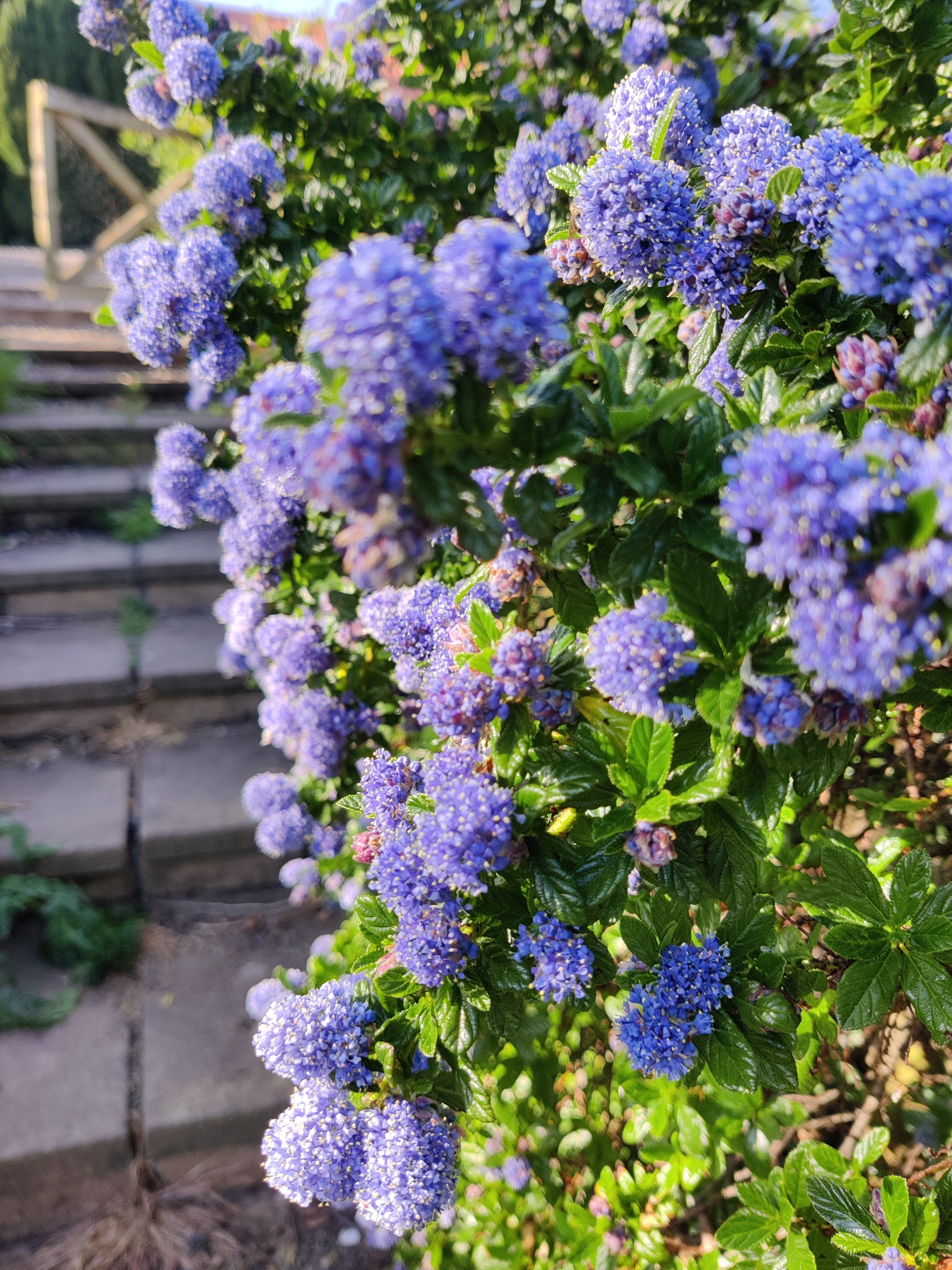 Ceonothus